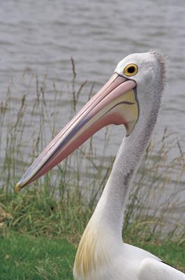 Pelican: a great place to visit in Victor Harbor. Image &copy SATC; Photographer Uknown. This photo sponsored by Naturopaths Category.