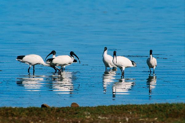 Ibis in the Fleurieu: a great place to visit in Victor Harbor. Image &copy Fleurieu Peninsula Tourism; Johnny . This photo sponsored by Photographers - General Category.