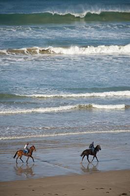 Horses on the beach: a great place to visit in Victor Harbor. Image &copy SATC; Mike Annese. This photo sponsored by Conveyancing Category.