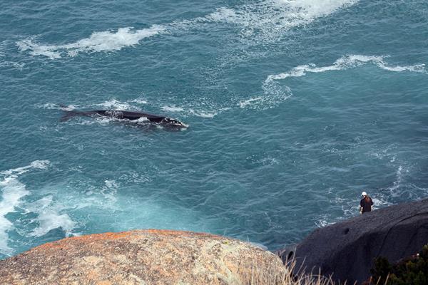 Whale Watching: a great place to visit in Victor Harbor. Image © SATC; Diana Rogers. This photo sponsored by Functions Category.