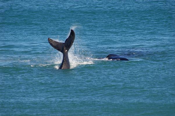 Whale Watching: a great place to visit in Victor Harbor. Image &copy SATC; Robert Dunn. This photo sponsored by Education and Training Category.