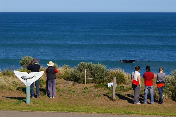 Whale Watching: a great place to visit in Victor Harbor. Image &copy SATC; Robert Dunn. This photo sponsored by Automobile Repairing and Service Category.